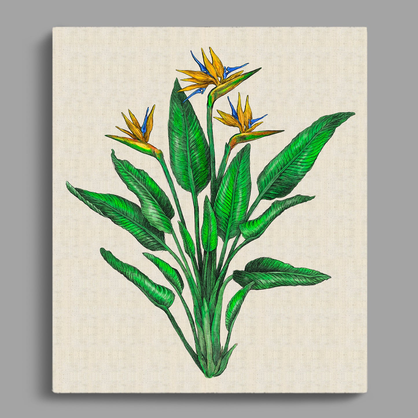 Strelitzia Colour Rectangular Canvas