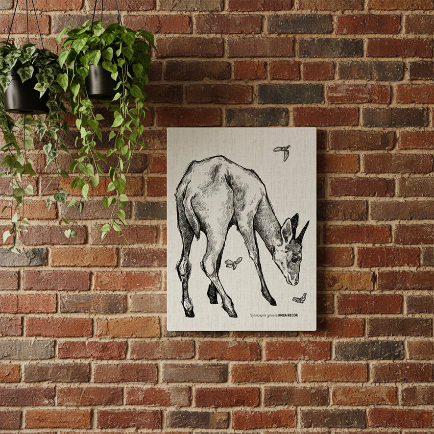 Common Duiker Monochrome Rectangular Canvas