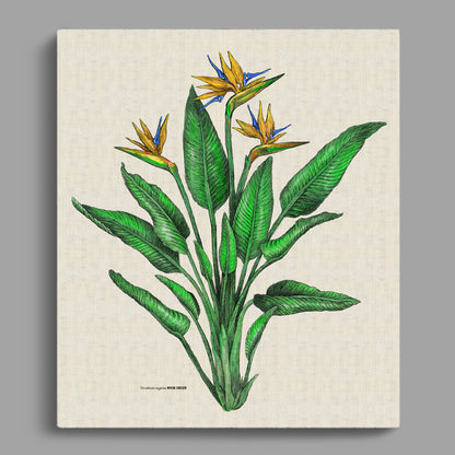 Strelitzia Colour Rectangular Canvas